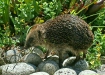 Hedgehog